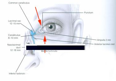 Tear duct system with arrows puncta diagram