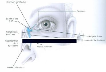 Tear duct system with arrows puncta diagram