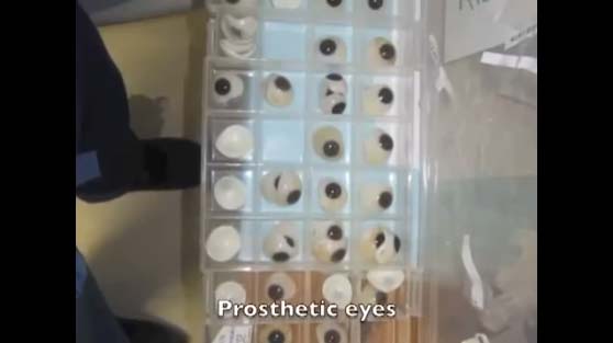 Prosthetic eyes image